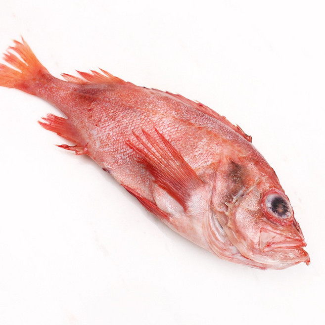 바다받아 적어 장문볼락 빨간고기 열기 업소용, 1박스, 약 8.5kg 250/400 (약28-35미)