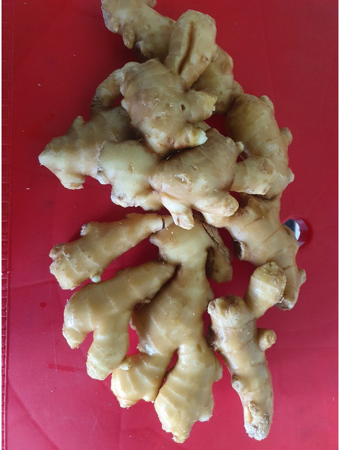 수입생강(중국산생강)10kg 은진농산(주), 1개