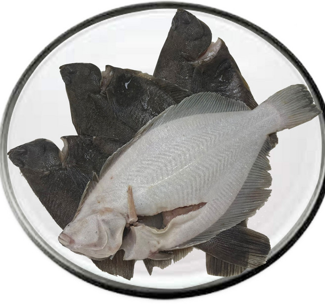 손질 생물 도다리 850g-당일 조업 손질 당일발송, 1세트, 850g