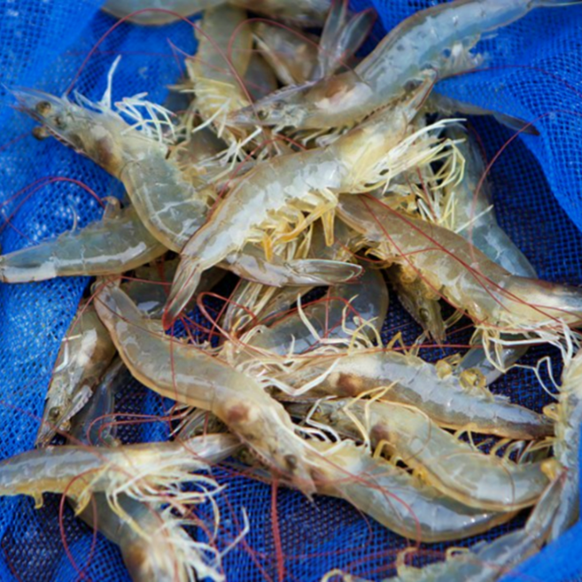 국내산 활 흰다리새우 당일조업 생새우 산지직송 500g 1kg, 1세트, 1kg(40미내외)