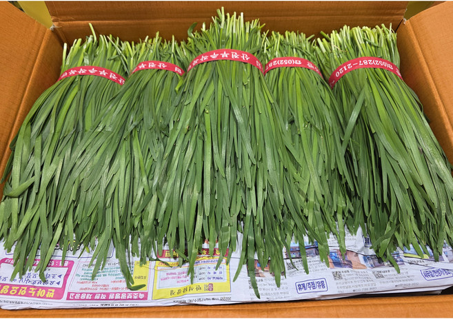 국내산 부추 10kg 대용량 업소용, 1개