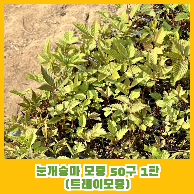 [이기자원예] 눈개승마 모종 50구 1판 (트레이묘) 삼나물모종, 1개