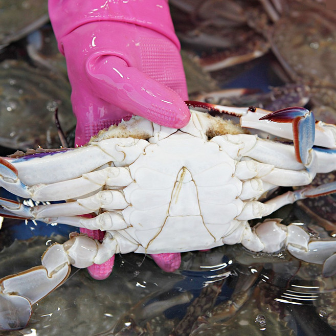 [당일조업] 국내산 활 꽃게 생물 숫꽃게, 1개, 1kg(5-6미)