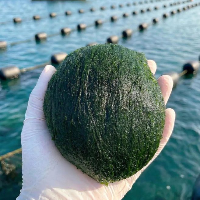 국내산 특품 급냉 매생이 완도매생이, 5개, 350g