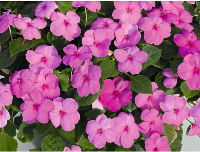 임파첸스 연핑크 일년초 식용꽃 오래피는꽃 규격10cm포트묘 꽃심야생화, 6개