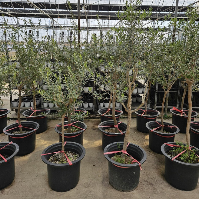 [새싹에서나무까지] 올리브나무 (아르베키나) 분묘_외목대 1개