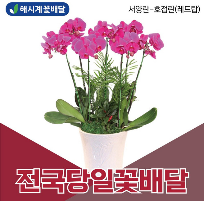서양란 호접란 해시계꽃배달 개업축하화분 승진화분 당일꽃배달 꽃배달서비스, 받는사람/배송일시 리본문구를 배송메세지에 입력해 주세요, 1개
