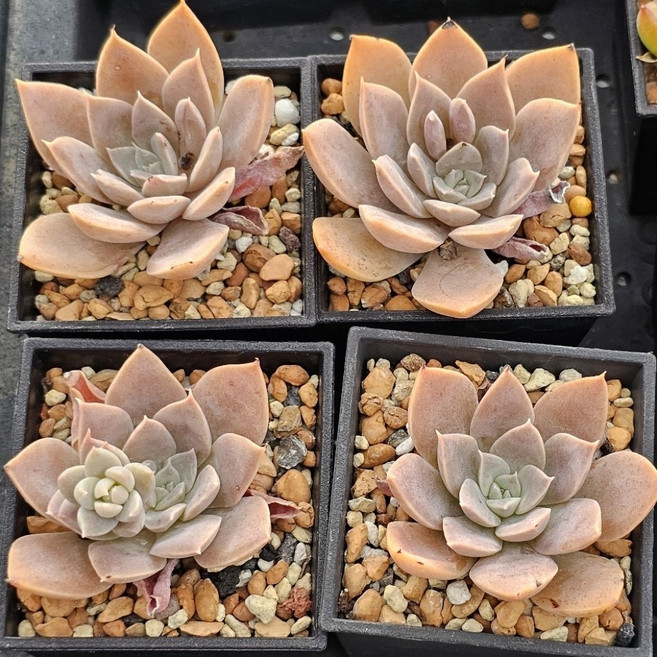 寶Bao多肉花園 綜合品種 2吋盆 多肉植物盆栽 迷你盆栽 辦公室盆栽, 橙江, 1個