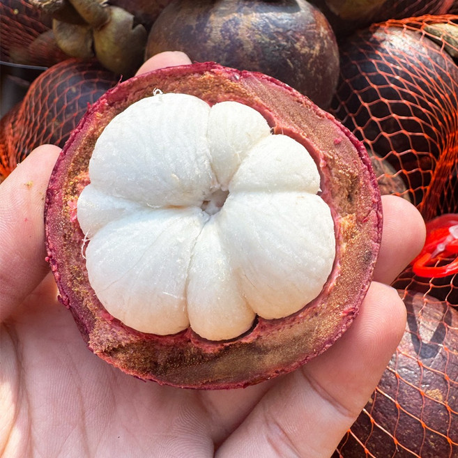 [더리얼파머스] 태국 생 망고스틴 열대과일, 1개, 500g (4-8과내외)