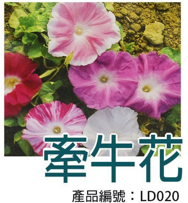牽牛花種子 LD020 居家園藝種植, 1個, Multi-color