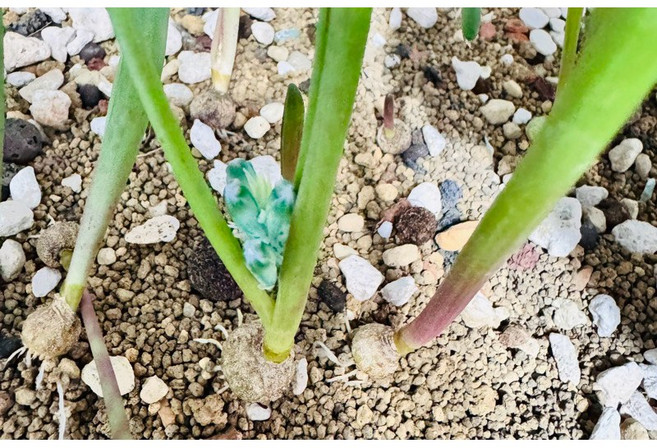 綠松石 苔鑽 風信子科 療癒小品, 1個, 綠松石種球（根系強壯,有葉子）,大小約0.5-1cm(裸根寄送）