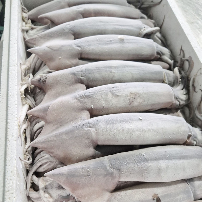 [특대] 내장까지 먹는 국내산 선동오징어, 1개, 특대 5kg x 15미