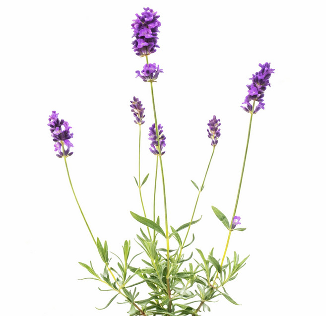 갑조네 잉글리쉬 라벤더 노지월동식물, 2개