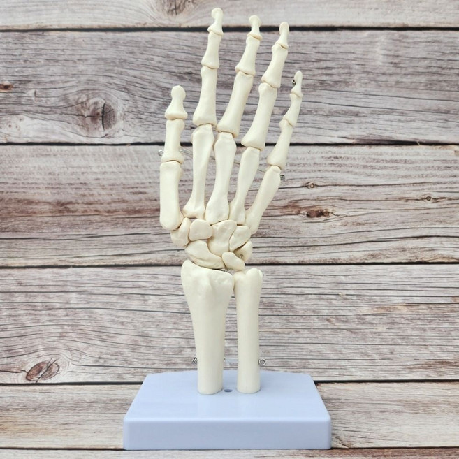 손 관절 모형 손뼈 인체 해부학 손가락뼈 가동형 구조 스탠드, 1세트, 인대없음