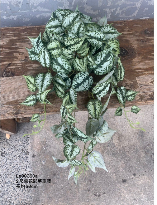 垂藤 樹藤 常春藤 金錢葉 尤加利 彩葉芋, 1個, 雪花彩芋