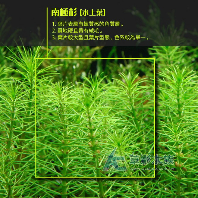 【AC草影】南極杉（水上葉）十株 水生植物 陽性草 不用二氧化碳 新手水草 中景草 後景草 真水草, 1個
