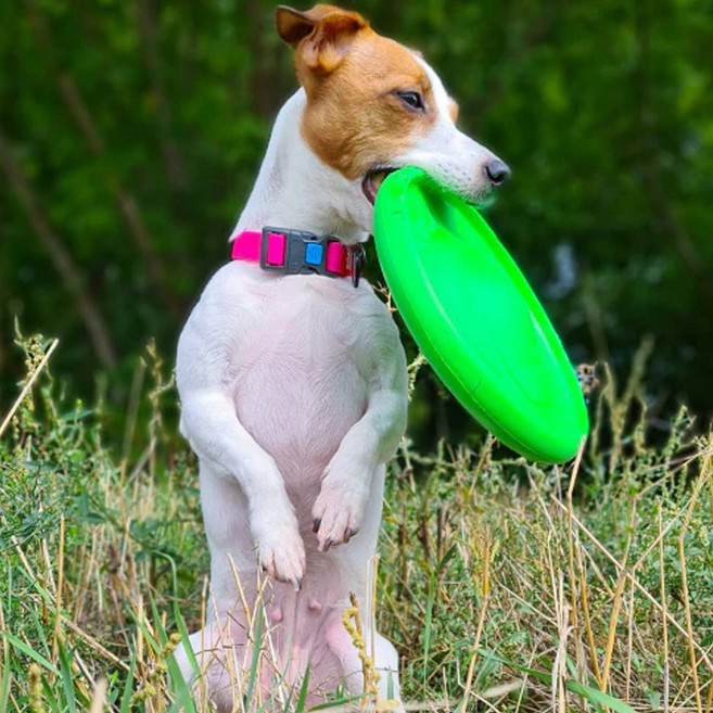 펫코앤코 강아지 장난감 플라이버 디스크 터그놀이 훈련 비행 양면 날리기, 1개