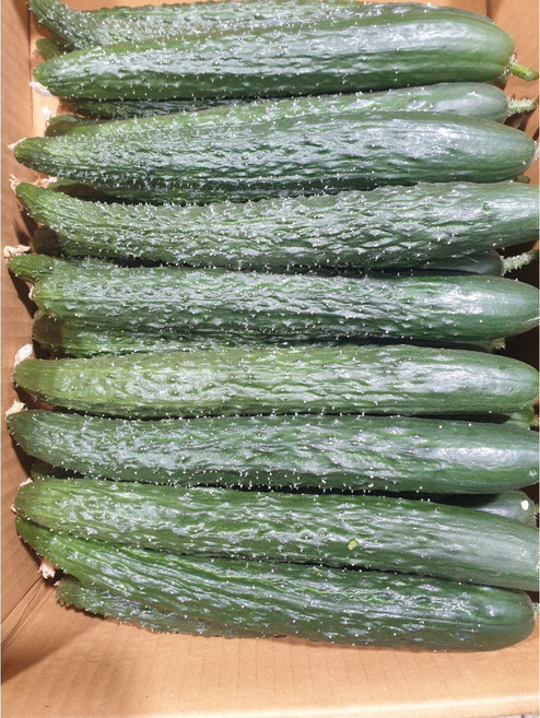 못난이 가시오이 청오이 오이, 1개, 10kg