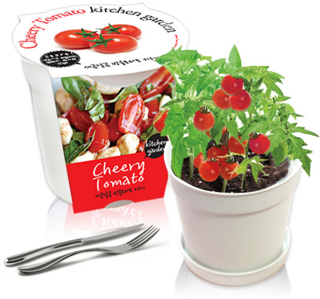 컬러키친가든 텃밭가꾸기세트, 방울토마토(화이트)
