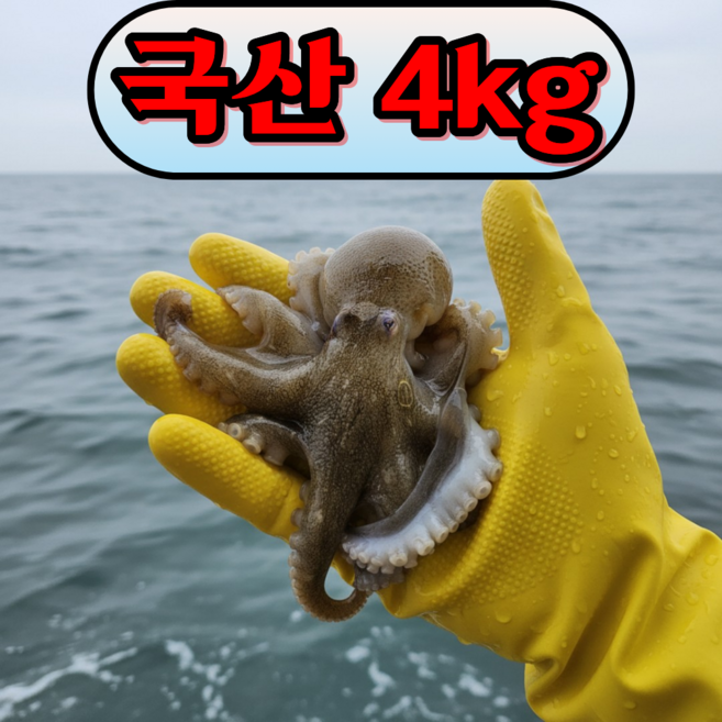 [국내산 당일조업] 제철 알배기 국산 생물 알쭈꾸미, 1개, 활 주꾸미 4kg