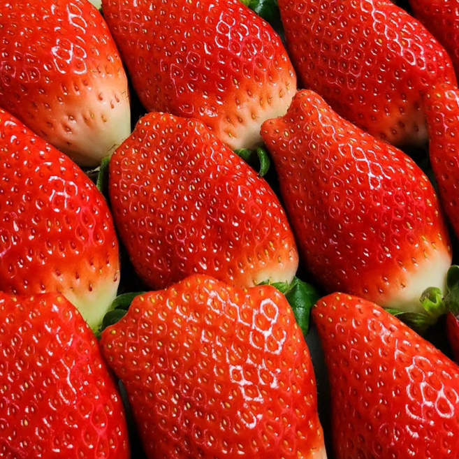 [프리미엄] 킹스베리 딸기 대과 고당도 산지직송 당일수확, 1개, 랜덤과 440g 1팩 (6-12과 이내)