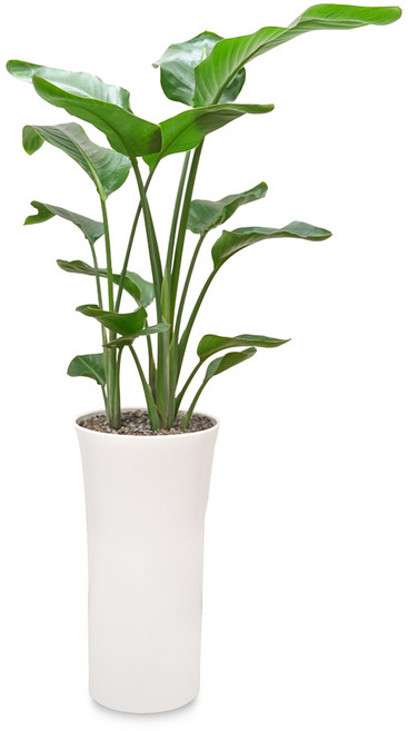 식물임당(화분받침+리본증정+당일배송) 전국 택배발송 공기정화식물 개업 축하화분 중형, 1개, 04. 여인초