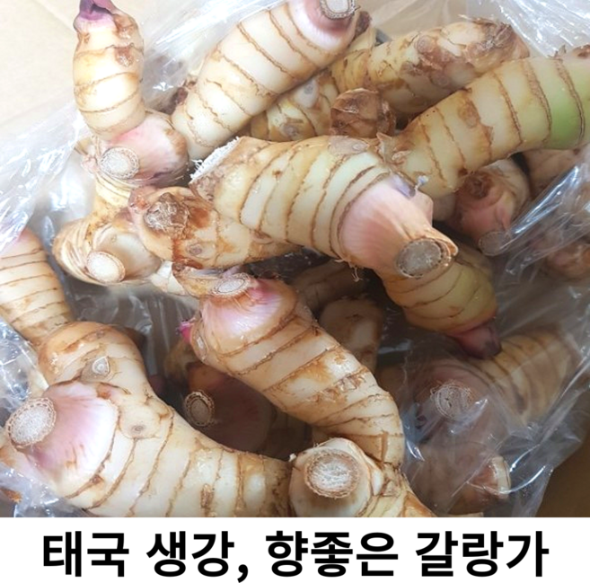 신선한 태국 생강 생 갈랑가 령 1kg 10kg 갈랑갈 양강근 동남아요리 재료 태국 베트남 채소, 500g, 1개