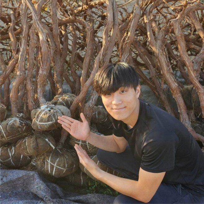 포도나무 묘목 샤인머스켓포도 4년 5년분묘 청포도나무 거봉 캠벨 머루 포도 나무, 캠벨 4.5년 분묘