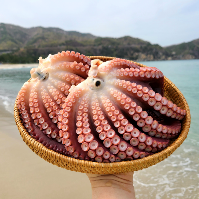 피문어 동해 삼척 대왕 문어 제수용 자숙 대문어 생물 1kg당 시세, 가정용(짝다리)피문어 1kg