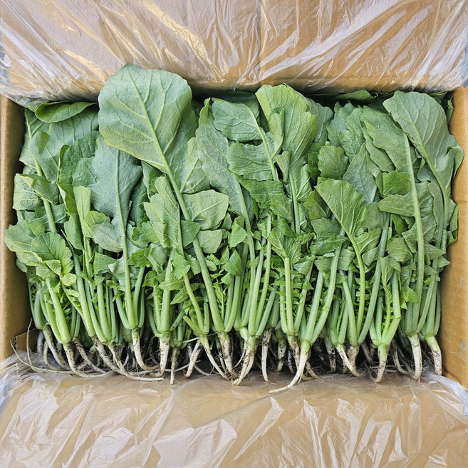 클릭마켓 국내산 열무 어린열무 나물 열무우 열무순, 1개, 4kg