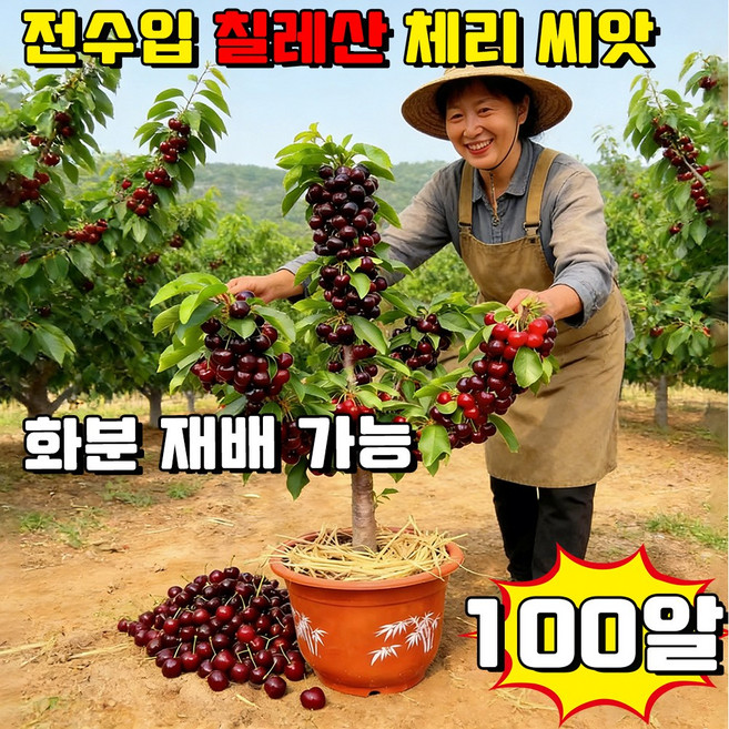 [7J급 특대] 전수입 칠레산 체리 씨앗 묘목 칠레산 체리 자가수정씨앗 한국 재배 적합 사은품 랜덤 증정, 100개