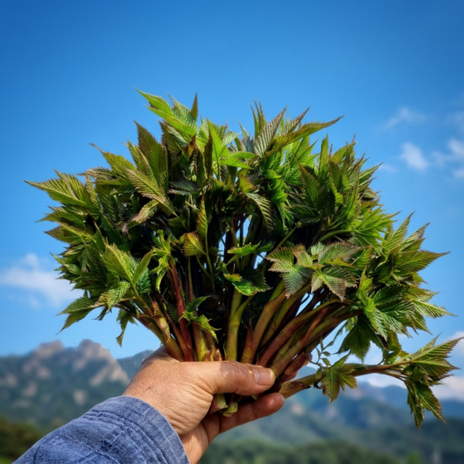 [참된농부] 산지직송 강원도 삼나물 눈개승마, 1박스, 500g
