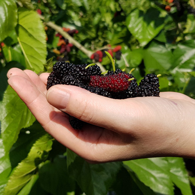 그린피스 과상2호 오디 급냉 생과용 특품 벌크포장, 1개, 과상오디5kg