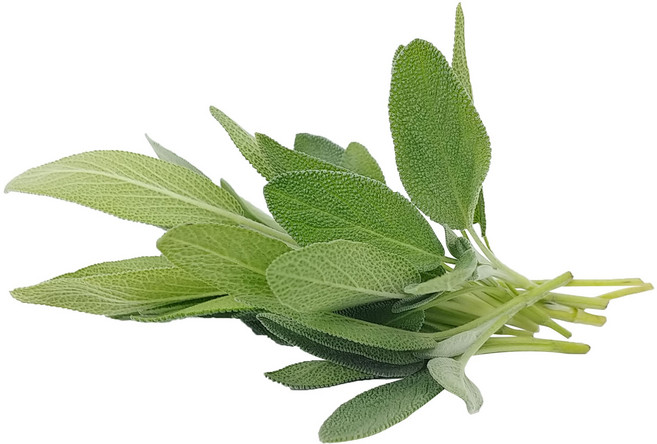 세이지 생잎 (약10g), 1개