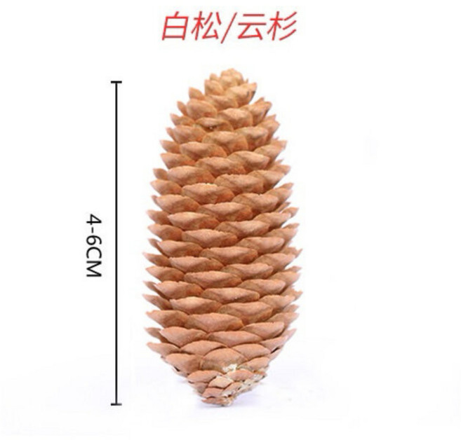 松果裝飾 手工製作聖誕節慶裝飾, 白衫松果4-6公分（3個入）, 1個