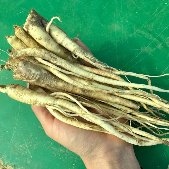 도라지 햇 약도라지 영주 국산 1kg, 세척약도라지(소/파지)~, 1개, 세척약도라지:소/파치 1kg