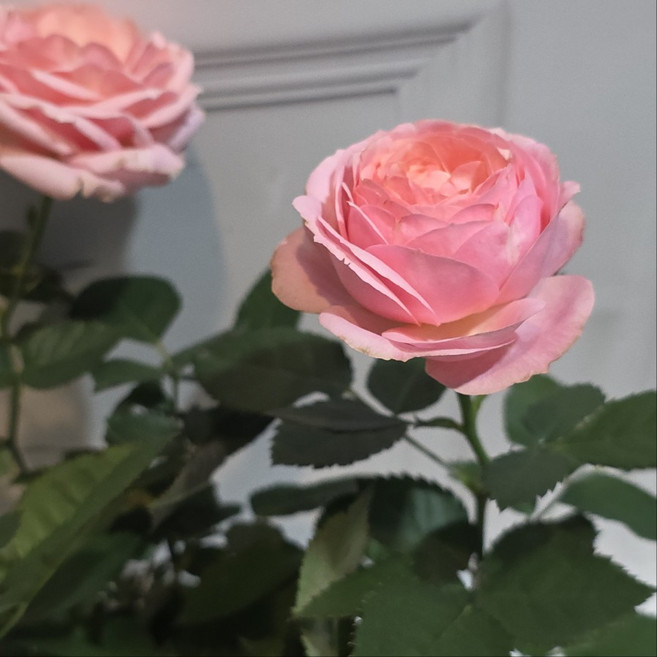 핑크장미 분홍색 노지월동 사계장미 미니장미 건돌이, 1개, 기본