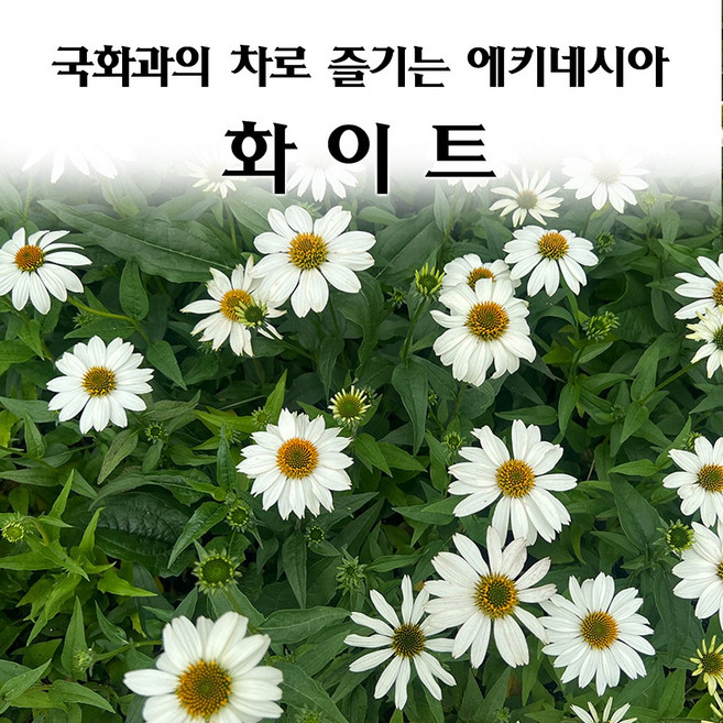 [모종심는아빠] 면역력에 뛰어난 효능과 국화차로 즐기는 에키네시아 파우와우 화이트 꽃모종 컵포트, 1개