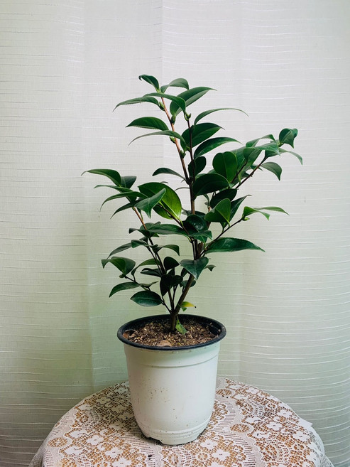 블랙로즈 동백나무 중품 40~60cm 99, 1개, 붉은색