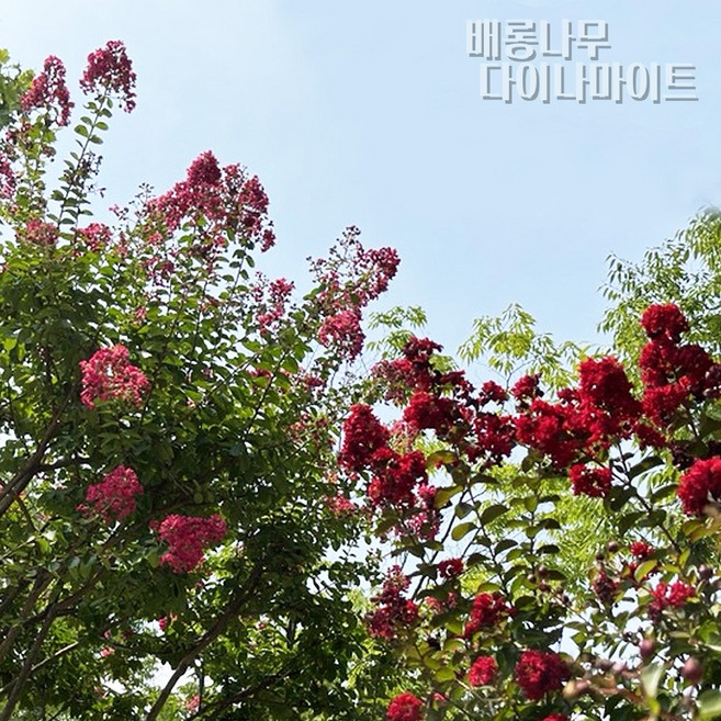 배롱나무(백일홍) 다이나마이트 특선 금강원예, 1개, H1.8~분묘