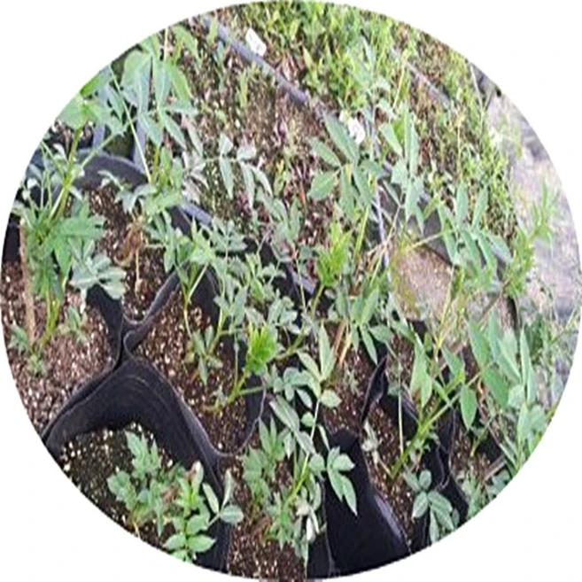 엘더베리/sambucus nigra/블랙엘더베리/블랙레이스/블랙타워/골든타워/묘목/포트화분/야생목/대량주문내고, 1개, 블랙레이스 - 쿠팡