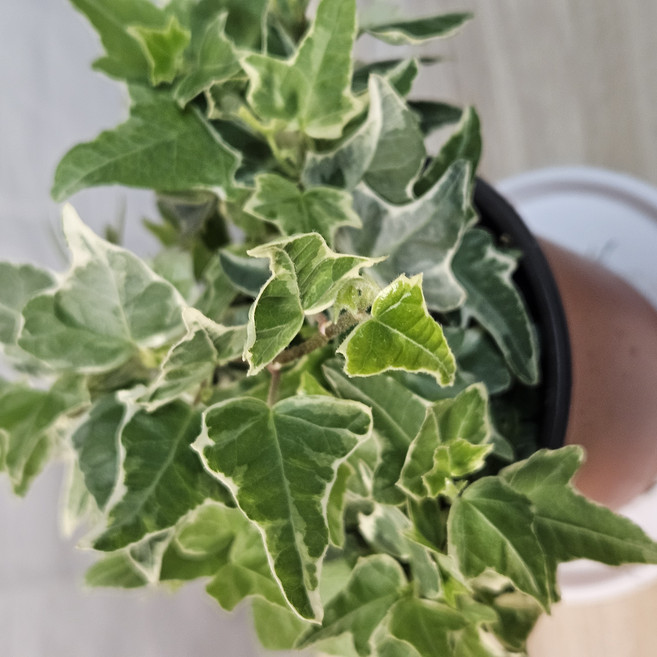 에바 아이비 4치 포트 Eva ivy 무늬아이비 실내 인테리어 공기정화 키우기쉬운 식물, 1개, 크림무늬