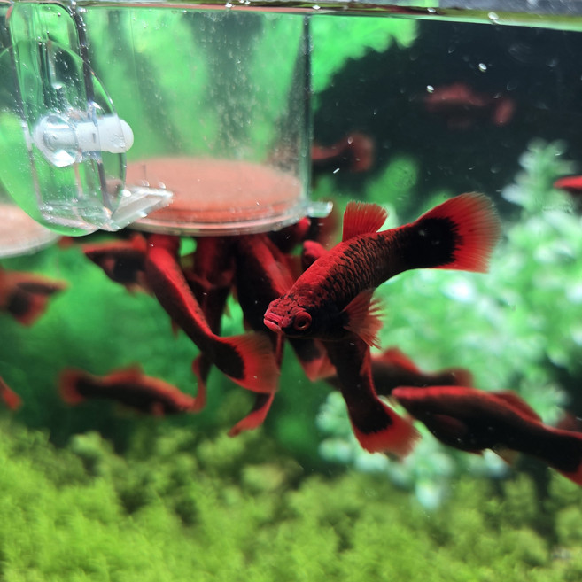 브라인쉬림프 튜브 80개1세트 (한중 미국 3대특허 브라인슈림프 부화 냉브 구피사료 열대어먹이), 80개, 1.5ml