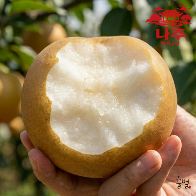 [하루20박스한정특가] 꿀Brix 초고당도 나주배 산지직송 신고배, 1박스, (상) 3KG