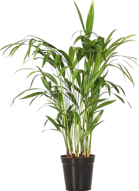 萬花叢 室內植物 袖珍椰子 - 迷你盆栽、淨化空氣、綠化居家, 1個