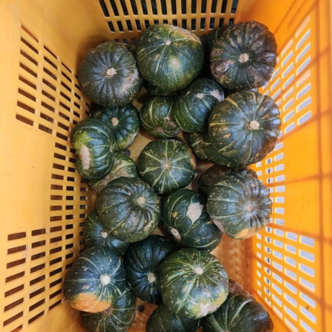 제주 산지직송 미니단호박 보우짱 못난이, 1박스, 미니단호박 10kg