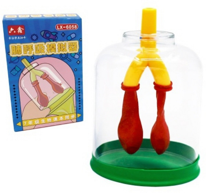 폐호흡모형(실험기)만들기