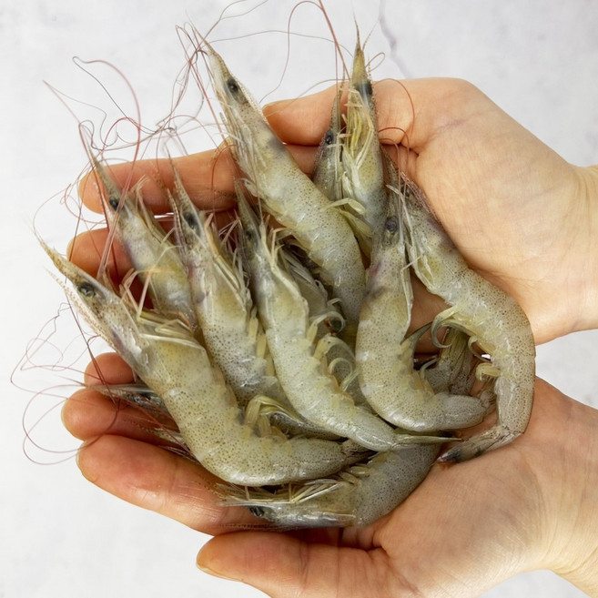 국내산 자연산 급냉 중하 새우 2kg 새우튀김 새우장 김장재료, 1개, 2kg 160-200미내외