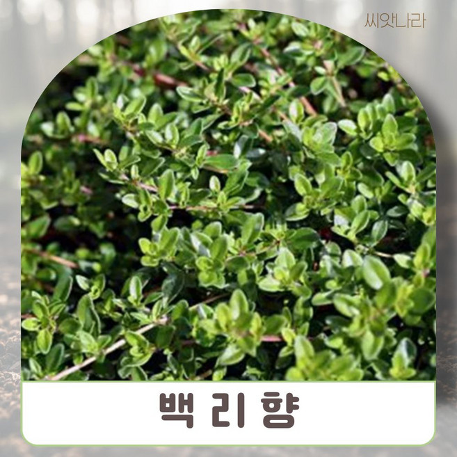 일반종 백리향 흰색 15립 씨앗 야생화 희귀 꽃씨 나라 pur+10401fM