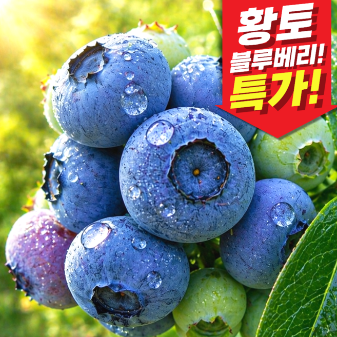2위 - [특품할인]2026년 국내산 생과 생 블루베리, 1개, 곧마감 _500g (인기!